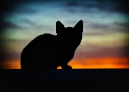 A cat is silhouetted against a brilliant sunset